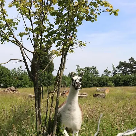 Les Racines De La Vie Rurale *